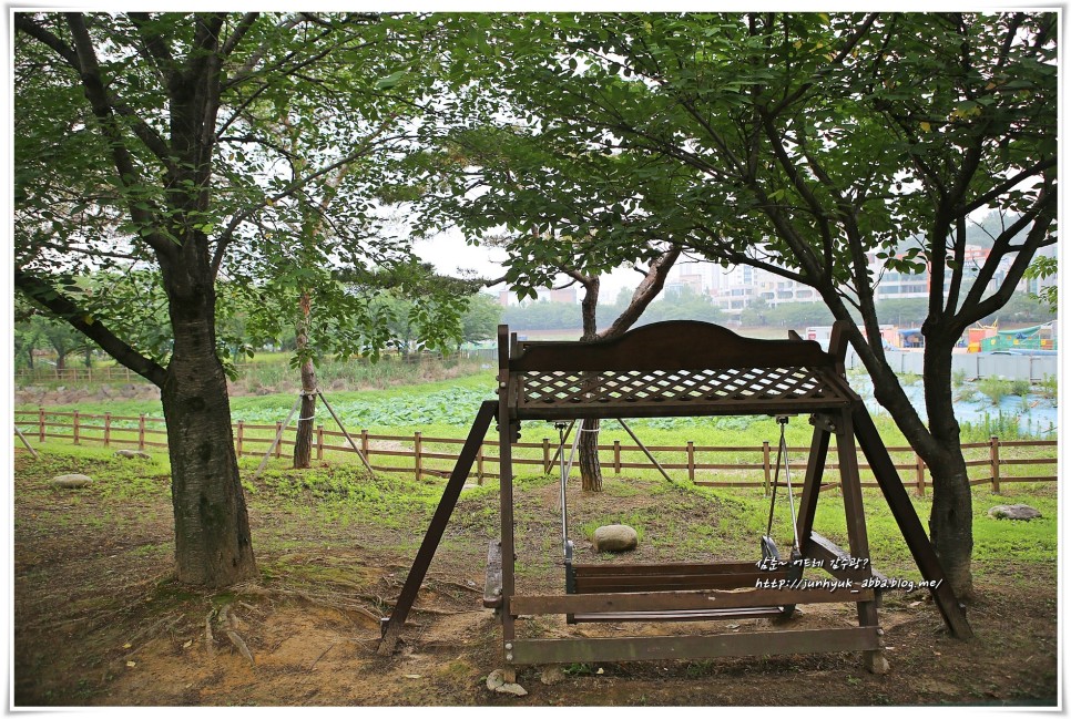 전라도 광주 가볼만한곳 운천저수지 산책 연꽃 핌