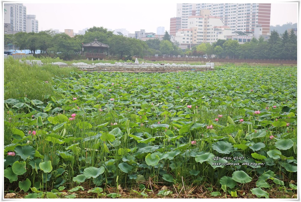 전라도 광주 가볼만한곳 운천저수지 산책 연꽃 핌