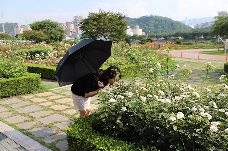 여름휴가 삼척가볼만한곳 해상케이블카, 촛대바위길, 삼척해변, 장미공원, 수로부인헌화공원