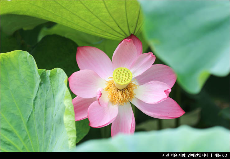 충남 부여 여행 관광지 갈만한곳 부여 궁남지 부여서동연꽃축제