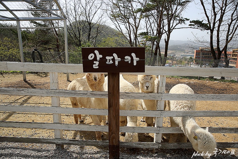 강원도 가볼만한곳 평창 양떼목장 외 먹거리