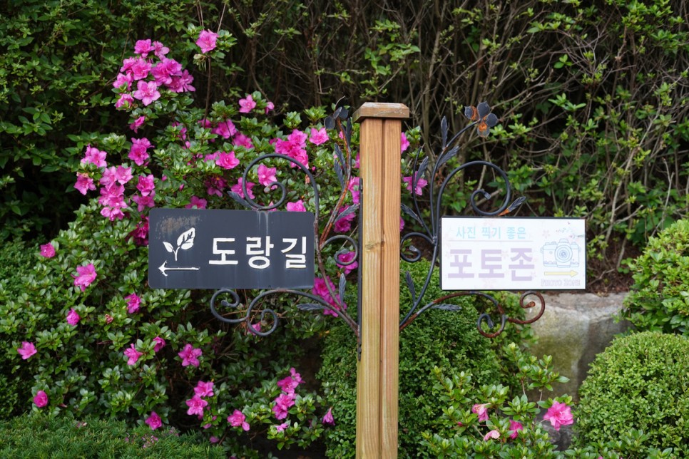 서울근교 갈만한곳 드라이브 양평 더그림 꽃구경