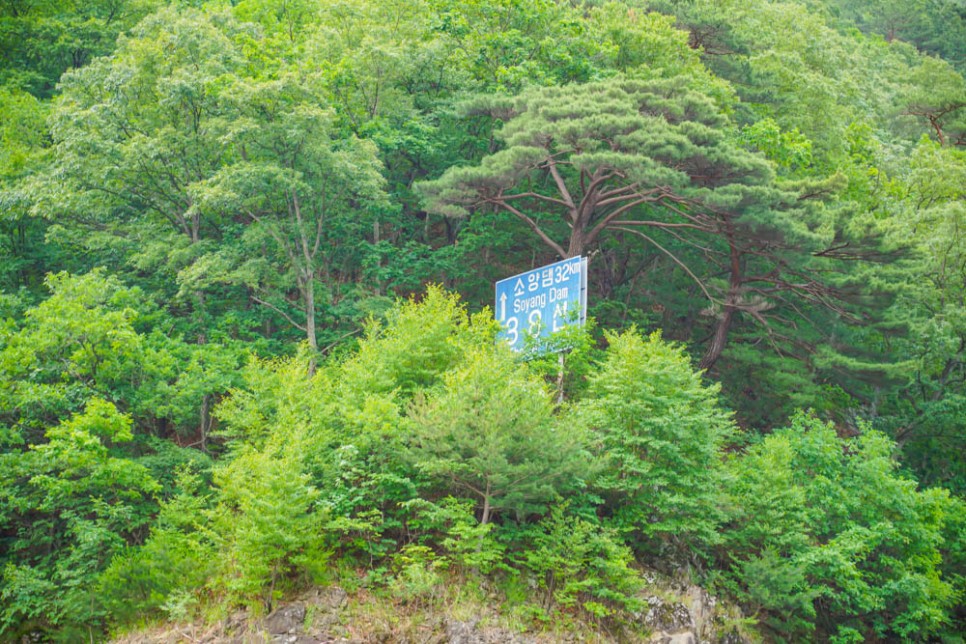 강원 DMZ 테마관광 벤처기업 디엠지예스팜 오지캠핑 농장체험 우드카빙