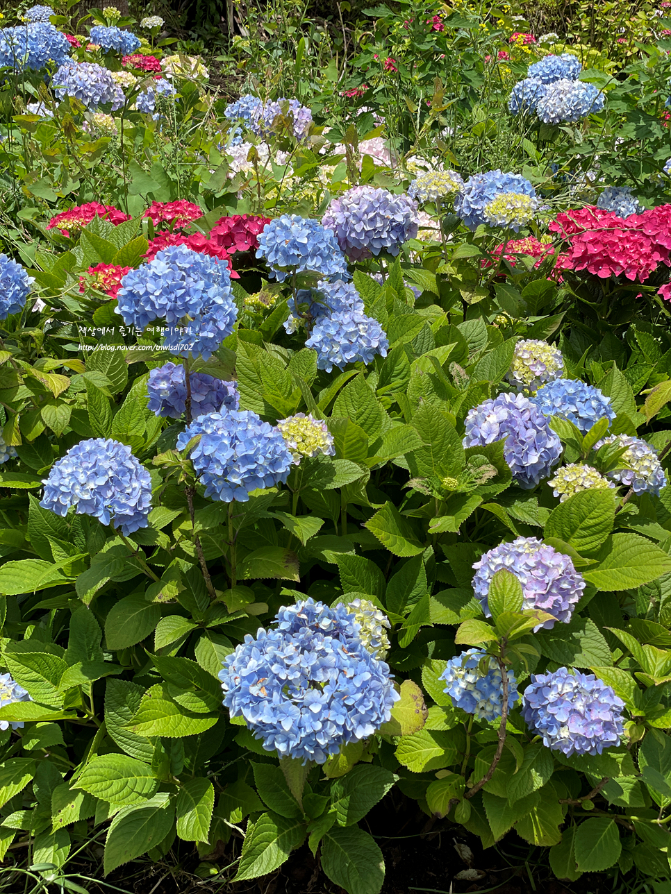 제주도 수국 명소 제주 혼인지 와 이스틀리