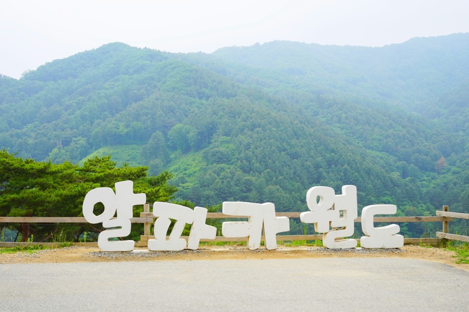 서울근교 갈만한곳 홍천 알파카월드 당일치기 여행