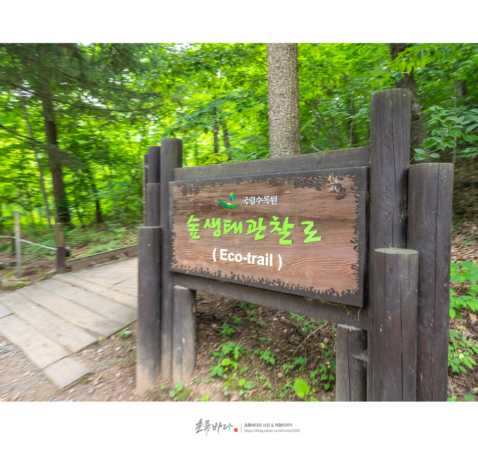 포천 아이와 가볼만한곳 포천 국립수목원 광릉 수목원 광릉숲길