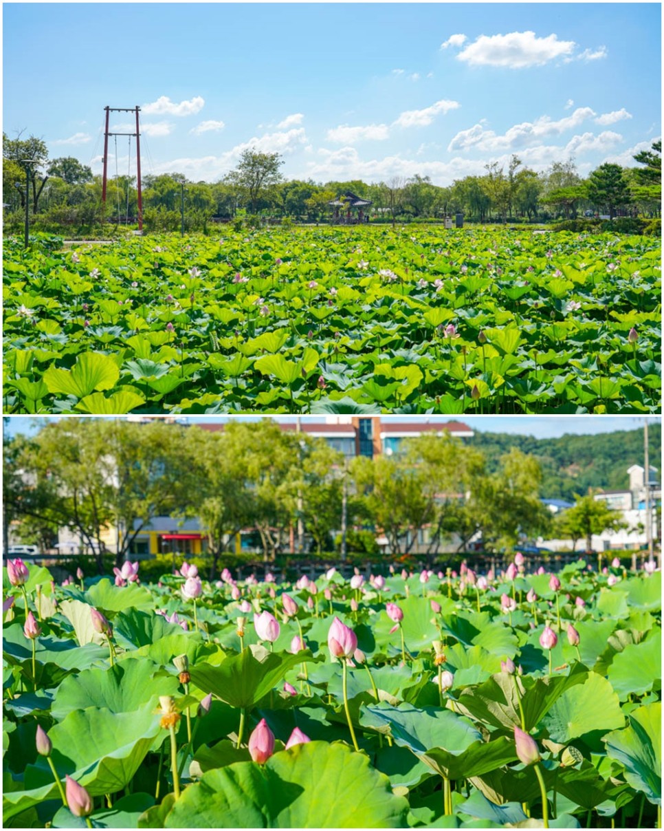 부여 가볼만한곳 궁남지 서동연꽃축제 부여 관광지 7월 꽃축제