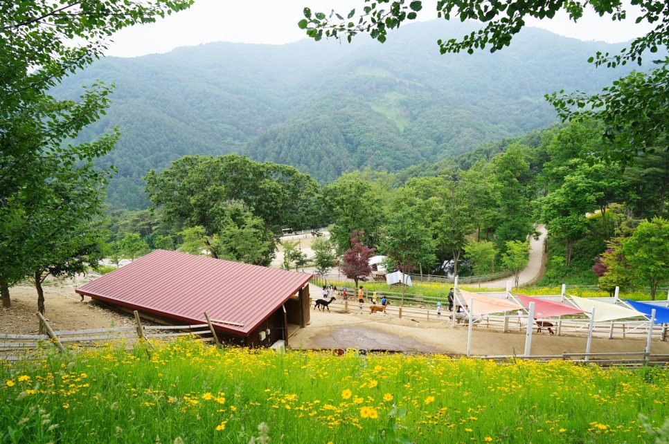 서울근교 갈만한곳 홍천 알파카월드 당일치기 여행