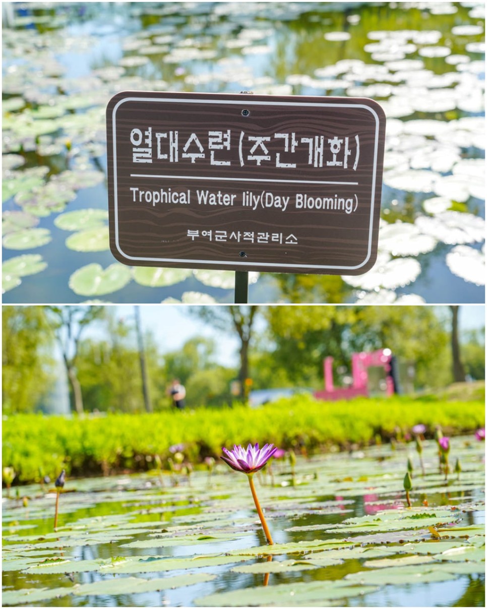 부여 가볼만한곳 궁남지 서동연꽃축제 부여 관광지 7월 꽃축제