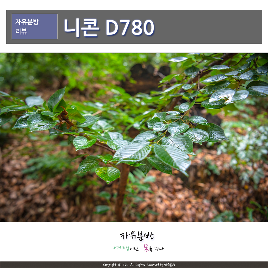 니콘 D780 DSLR 카메라 추천, 비 오는 날 사진 찍기