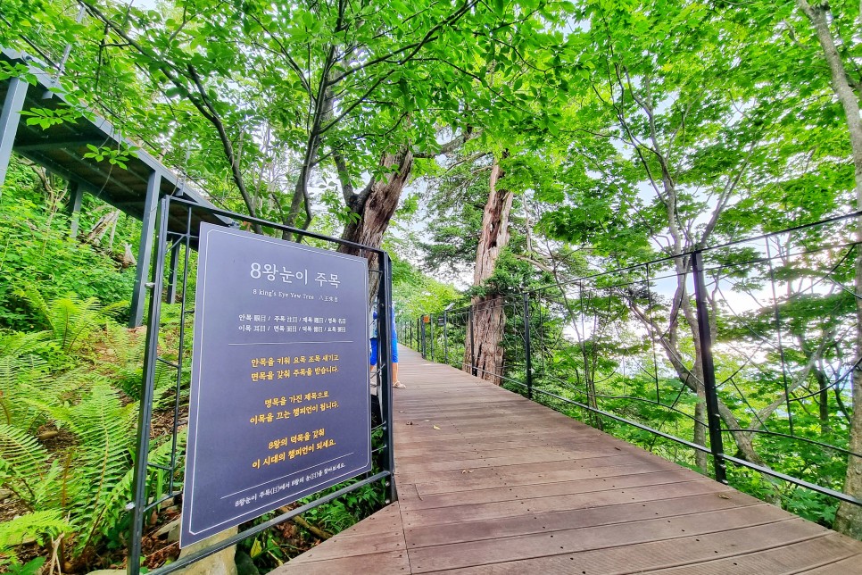 강원도 여행 평창 모나파크 용평리조트 발왕산 천년주목숲길