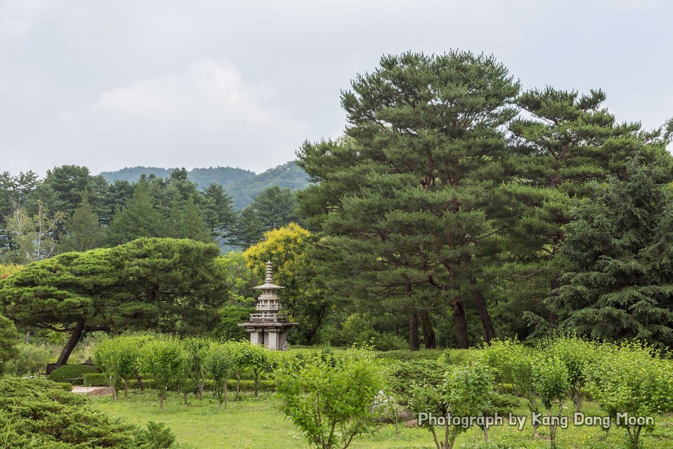 서울 근교 가볼만한곳 데이트 코스 여행 포천 국립수목원 양평 두물머리 선택은?