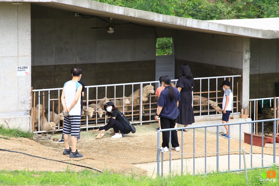 경기도 가평 가볼만한곳 아이와 가평 양떼목장 동물원 서울근교 여행