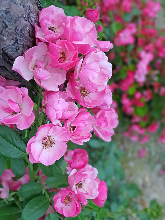 7월 22일 꽃기록. 마당에 핀 꽃