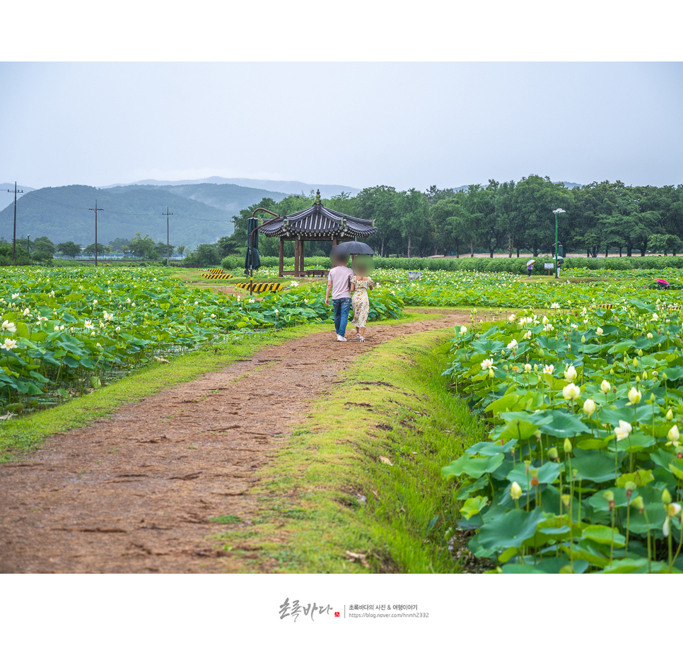 경주 데이트 코스 동궁과월지 경주 연꽃