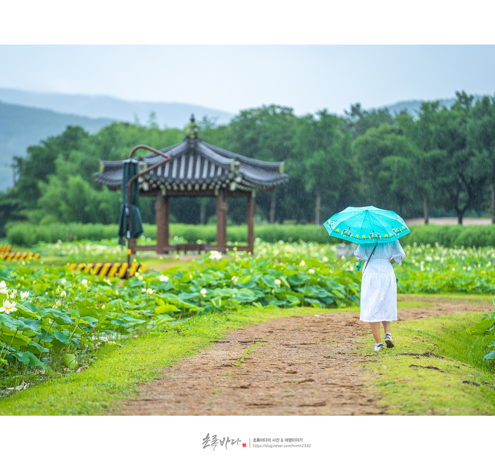 경주 데이트 코스 동궁과월지 경주 연꽃