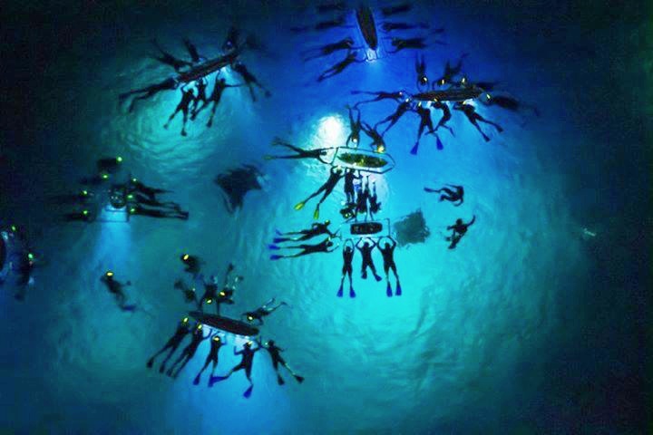 하와이 여행 빅아일랜드 코나 만타가오리 야간 다이빙 스노클링