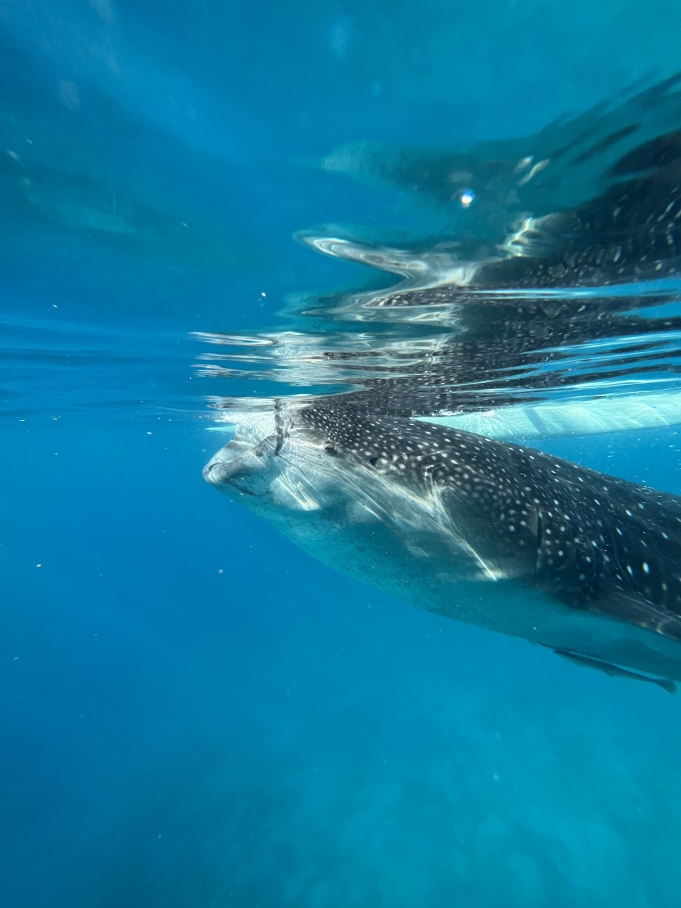 필리핀 세부 여행 필수! 오슬롭 고래상어 투어 & 가와산 캐녀닝 최고!