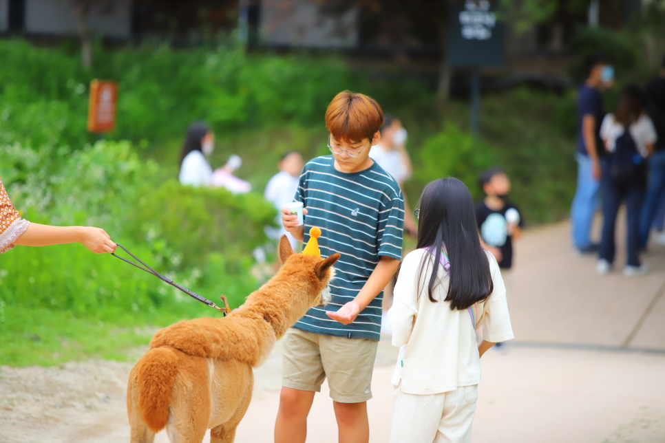 강원도 가볼만한곳 홍천 알파카월드 외 베스트