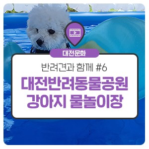 '반려견과 함께'시리즈 #6. 대전반려동물공원 강아지 물놀이장