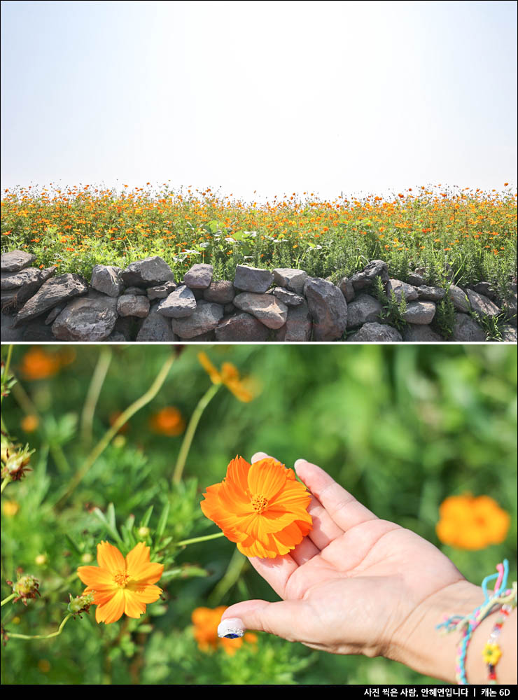 8월 여행지 제주 가파도 여행 배시간 자전거 카페 팁