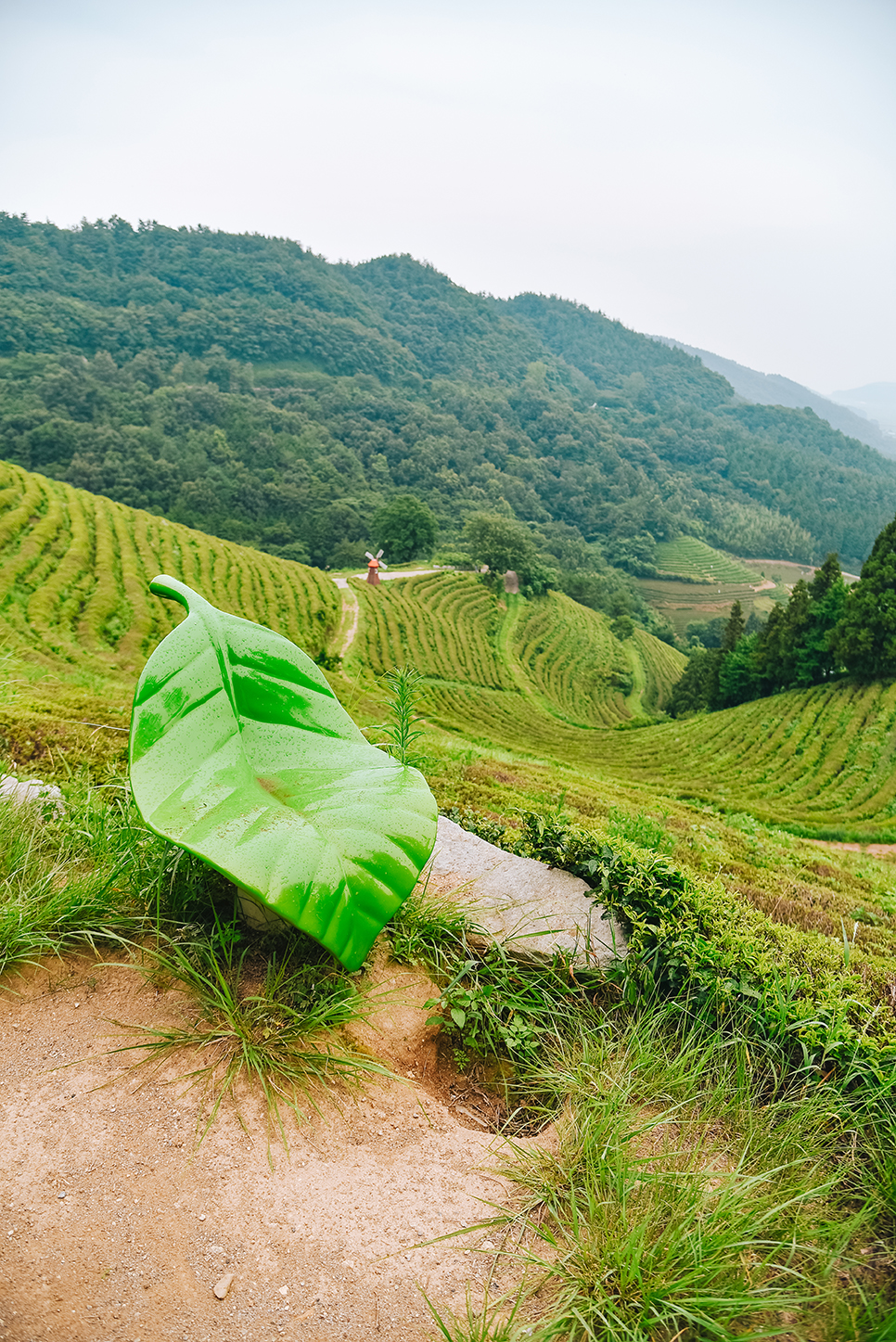 8월 전라도 보성 가볼만한곳 완벽 여행 코스