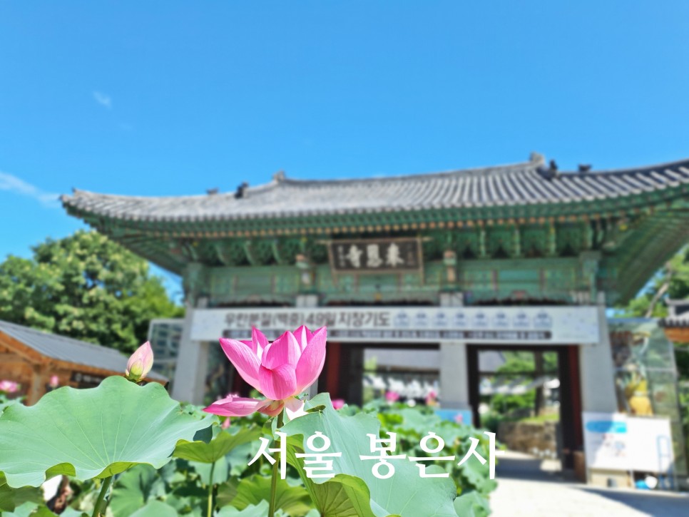 전국 유명 사찰 서울 봉은사 절 연꽃축제