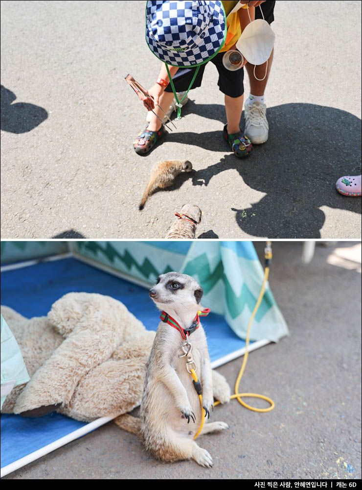 제주도 아이와 가볼만한곳 제주 어린이 체험 코코몽에코파크