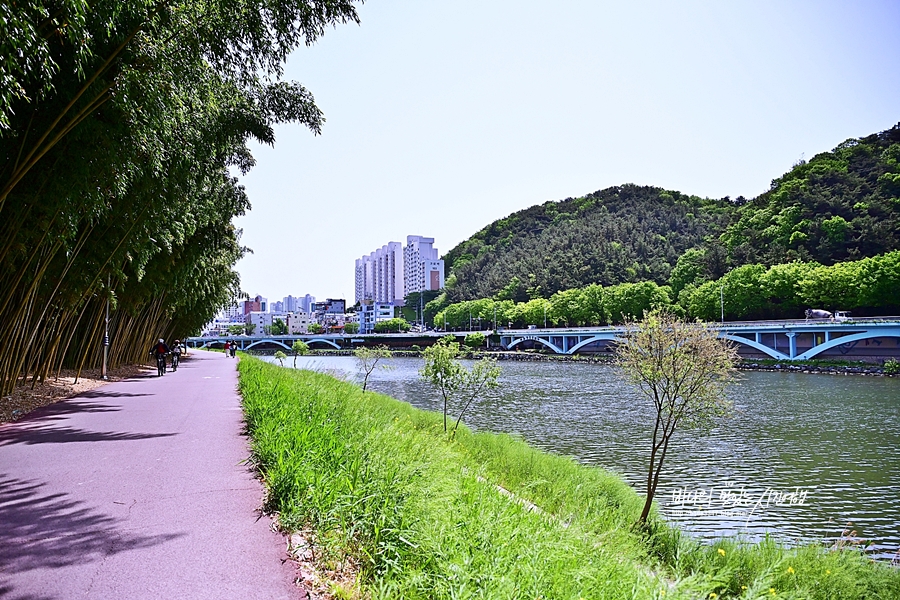 울산 가볼만한곳 태화강 십리대숲 울산 바닷가 간절곶