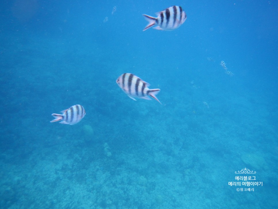 괌 돌핀크루즈 별빛투어 특별하고 로맨틱한 괌자유여행