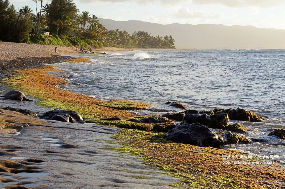 하와이 자유여행 코스 예쁜 바다 추천 - 날씨가 열일