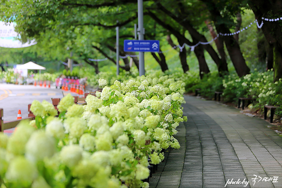 여름 축제 렛츠런파크 서울 경기도 과천 경마공원 수국축제