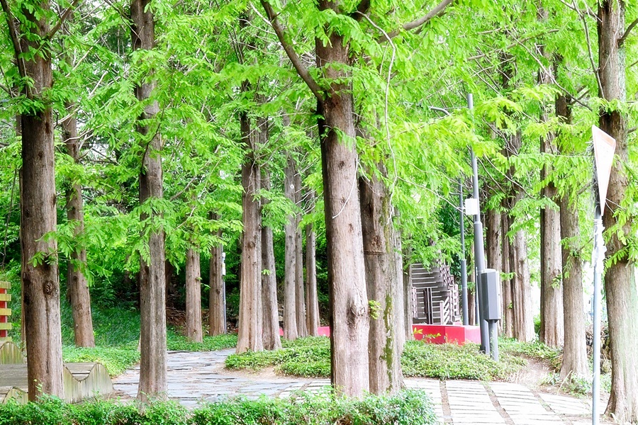 광주 맥문동 숲길 광주 문화근린공원 산책로