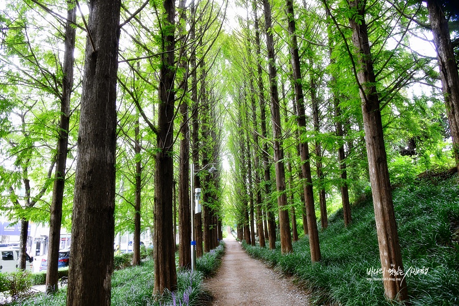 광주 맥문동 숲길 광주 문화근린공원 산책로