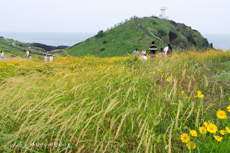 제주 여행 성산 가볼만한곳 제주도 섭지코지