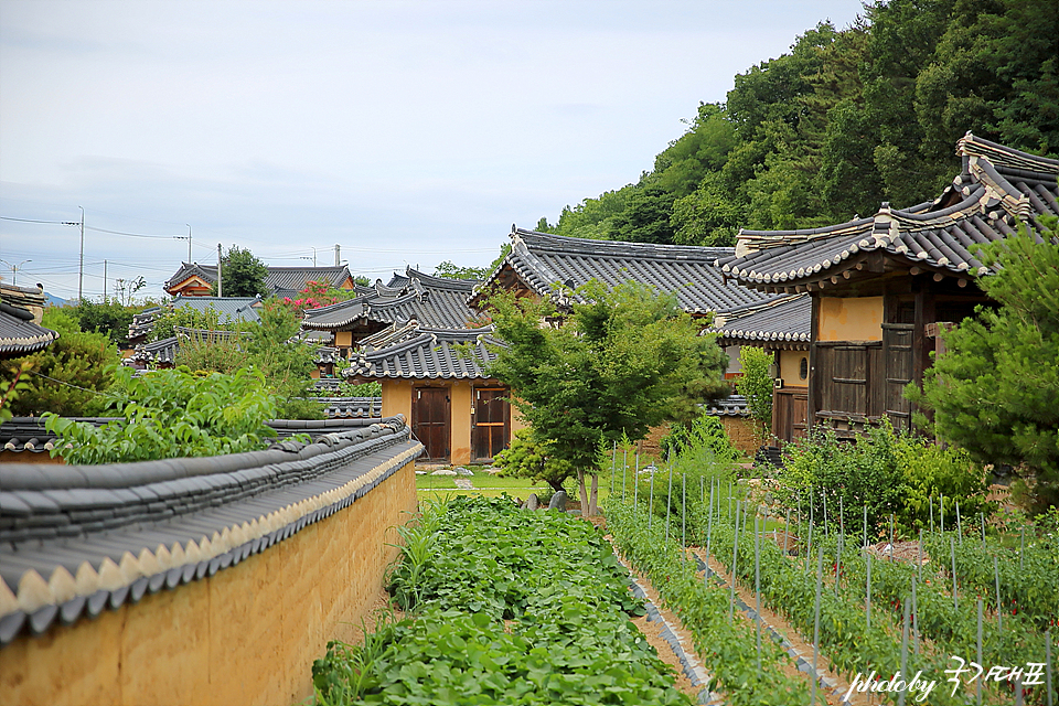 경북 영덕 여행 대진해수욕장 괴시리전통마을 산책