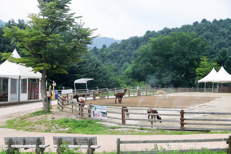 강원도 아이와 가볼만한곳 홍천 알파카월드 동물원 놀거리