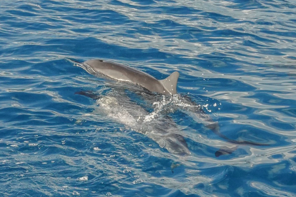 괌돌핀크루즈 알차게 돌고래 만나고 선셋까지!
