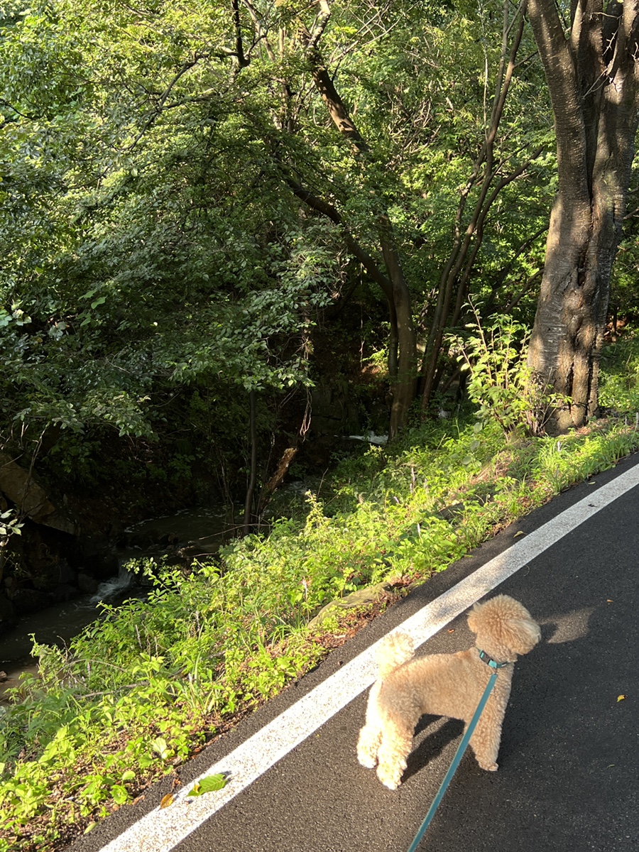 서울 근교 가볼만한곳  서산 여행 문수사 100년 배롱나무 꽃!