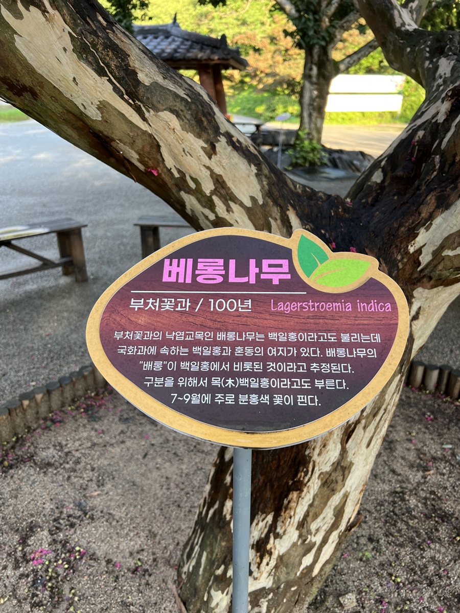 서울 근교 가볼만한곳  서산 여행 문수사 100년 배롱나무 꽃!