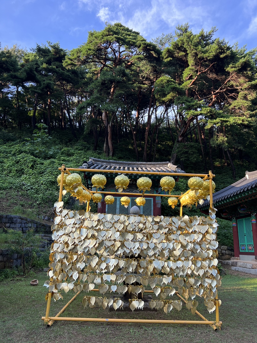 서울 근교 가볼만한곳  서산 여행 문수사 100년 배롱나무 꽃!