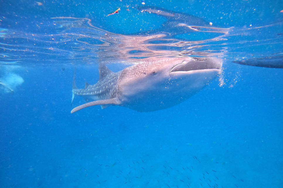 세부 오슬롭 고래상어 투어 가와산 캐녀닝 한번에 즐기기