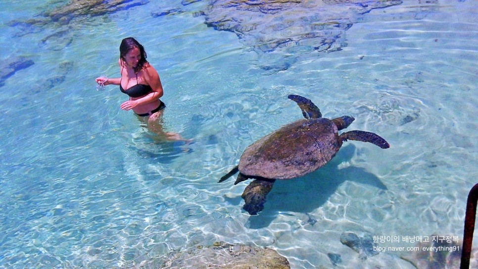하와이 스노쿨링 와이키키에서 거북이 돌고래 보기 투어