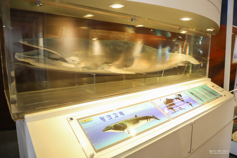 울산 여행 볼거리 장생포 고래박물관 고래생태체험관 모노레일