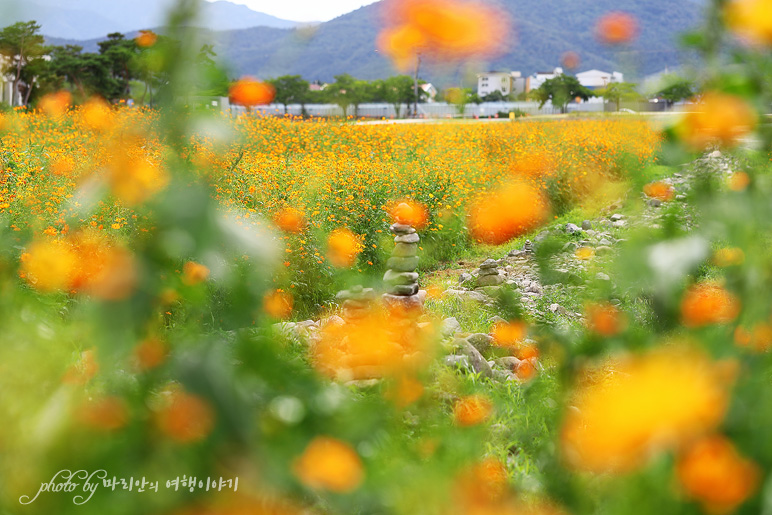 8월 경주 사진찍기 좋은곳 황룡사지 황화코스모스 꽃밭