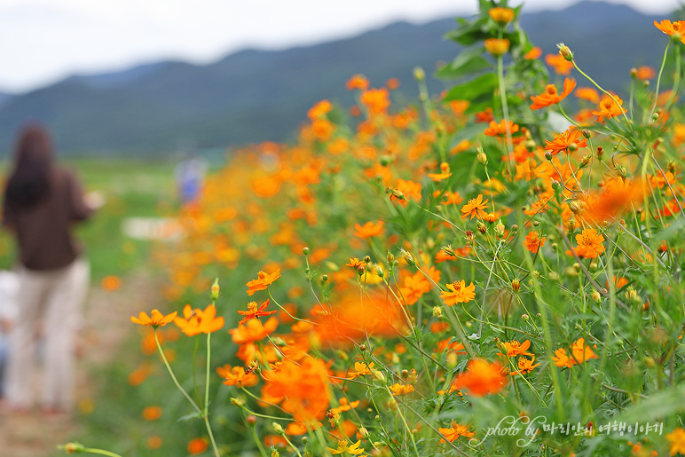 8월 경주 사진찍기 좋은곳 황룡사지 황화코스모스 꽃밭