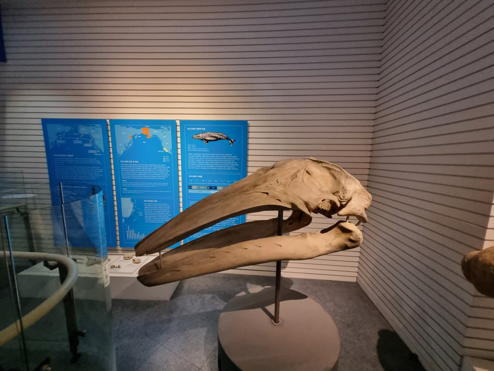울산 여행 코스 장생포 고래박물관 고래생태체험관 여긴 어떤 곳?