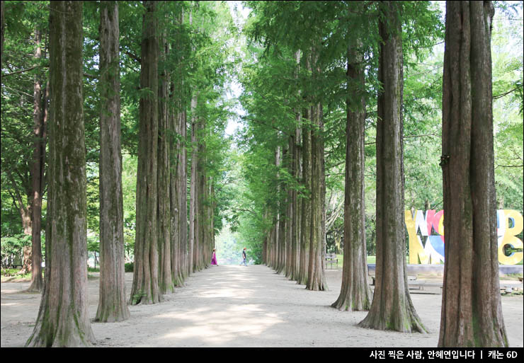 춘천 남이섬 여행 가볼만한곳 배 시간표 남이섬 입장권 할인