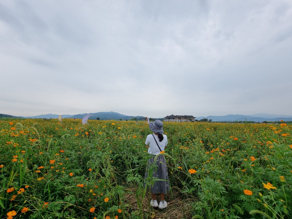 제주 수목원길야시장 먹거리 제주도 먹방여행