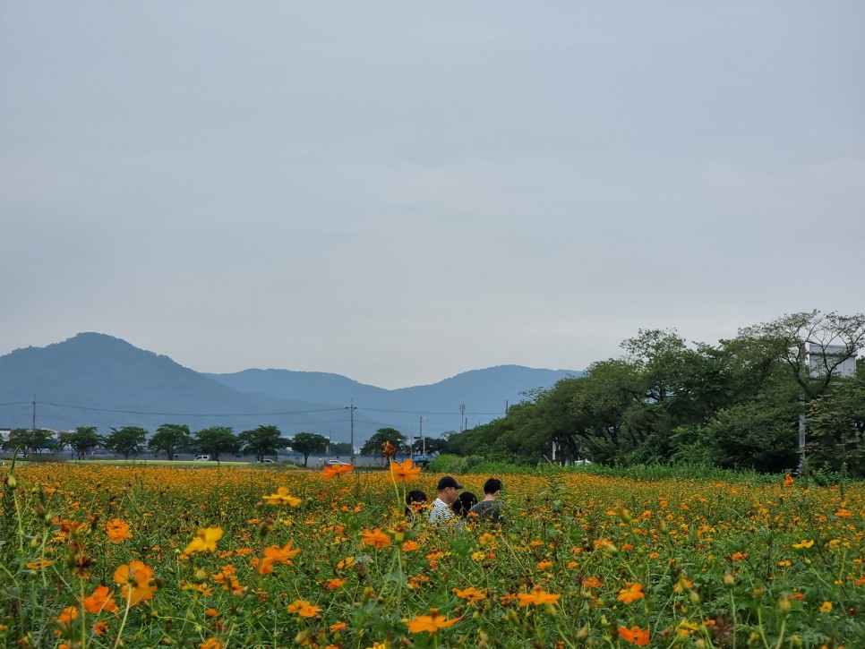 제주 수목원길야시장 먹거리 제주도 먹방여행